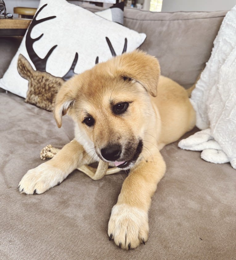 Maverick, a Great Pyrenees and German Shepherd Dog mix tested with EmbarkVet.com