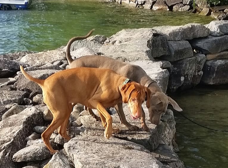 Major, a Catahoula Leopard Dog and Labrador Retriever mix tested with EmbarkVet.com