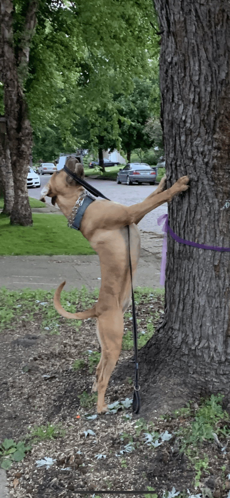 Marco, a Boerboel and American Pit Bull Terrier mix tested with EmbarkVet.com