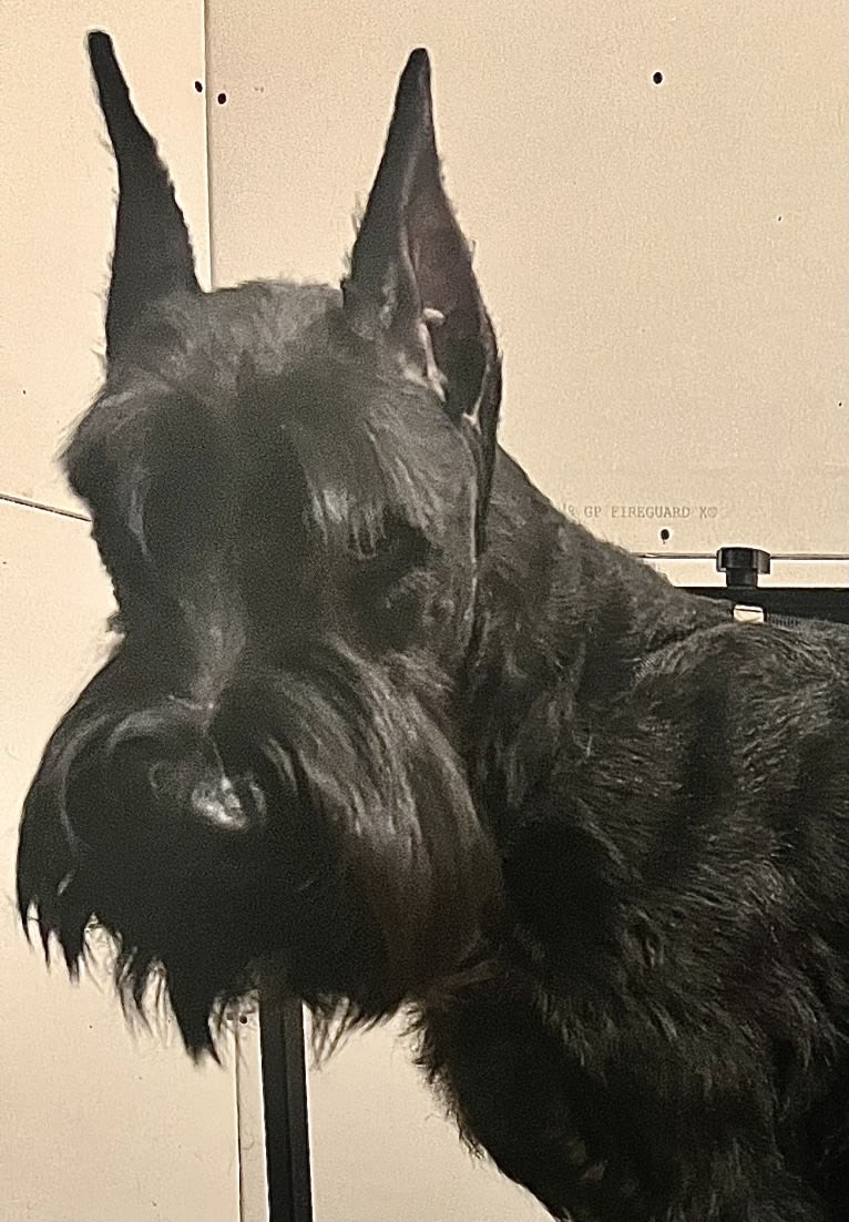 Duckweed, a Giant Schnauzer tested with EmbarkVet.com