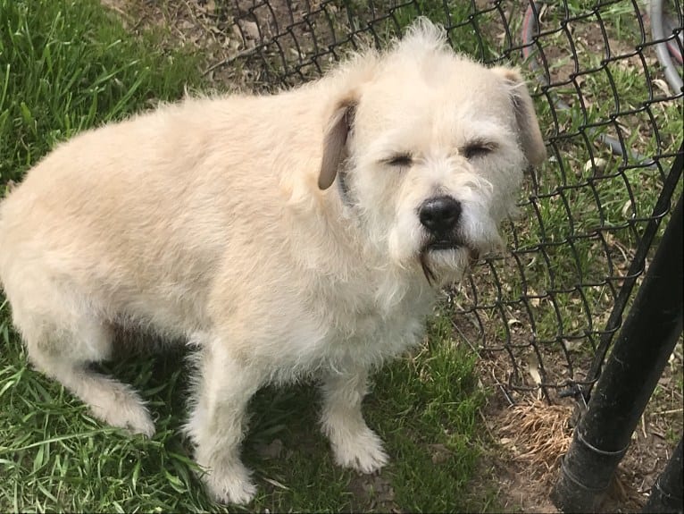 Buddy, an American Pit Bull Terrier and Shih Tzu mix tested with EmbarkVet.com