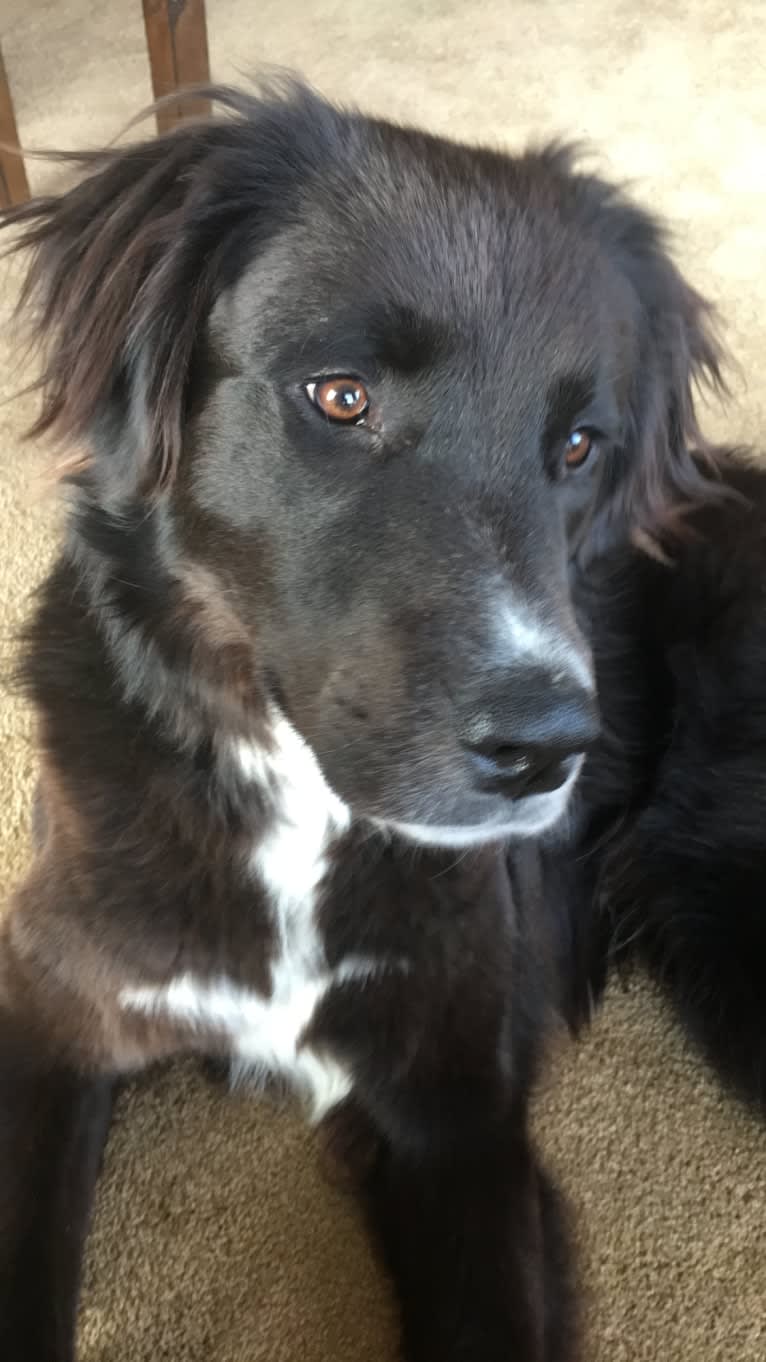 Kodie, a Great Pyrenees and Brittany mix tested with EmbarkVet.com