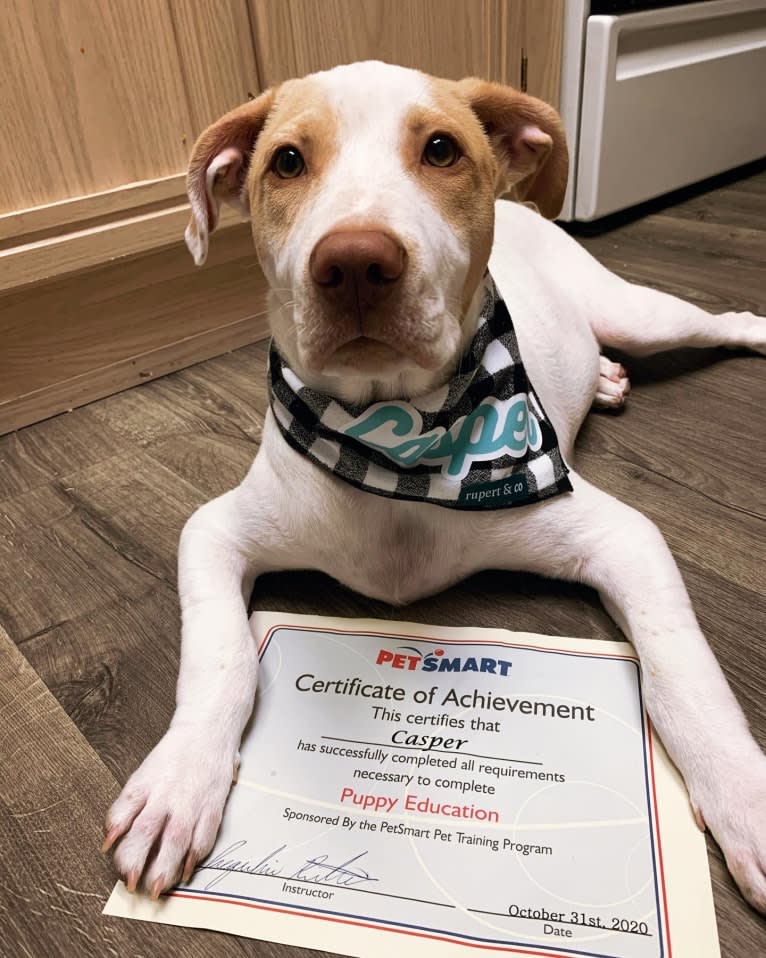 Casper, an American Pit Bull Terrier and Labrador Retriever mix tested with EmbarkVet.com