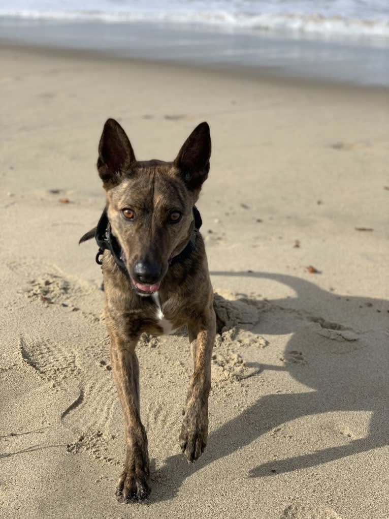 Rey, an American Pit Bull Terrier and Australian Cattle Dog mix tested with EmbarkVet.com