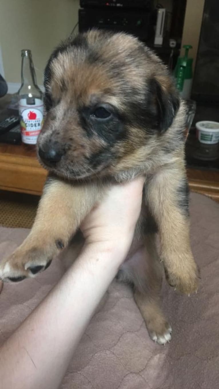 Tsunami (Sue), a Catahoula Leopard Dog and German Shepherd Dog mix tested with EmbarkVet.com