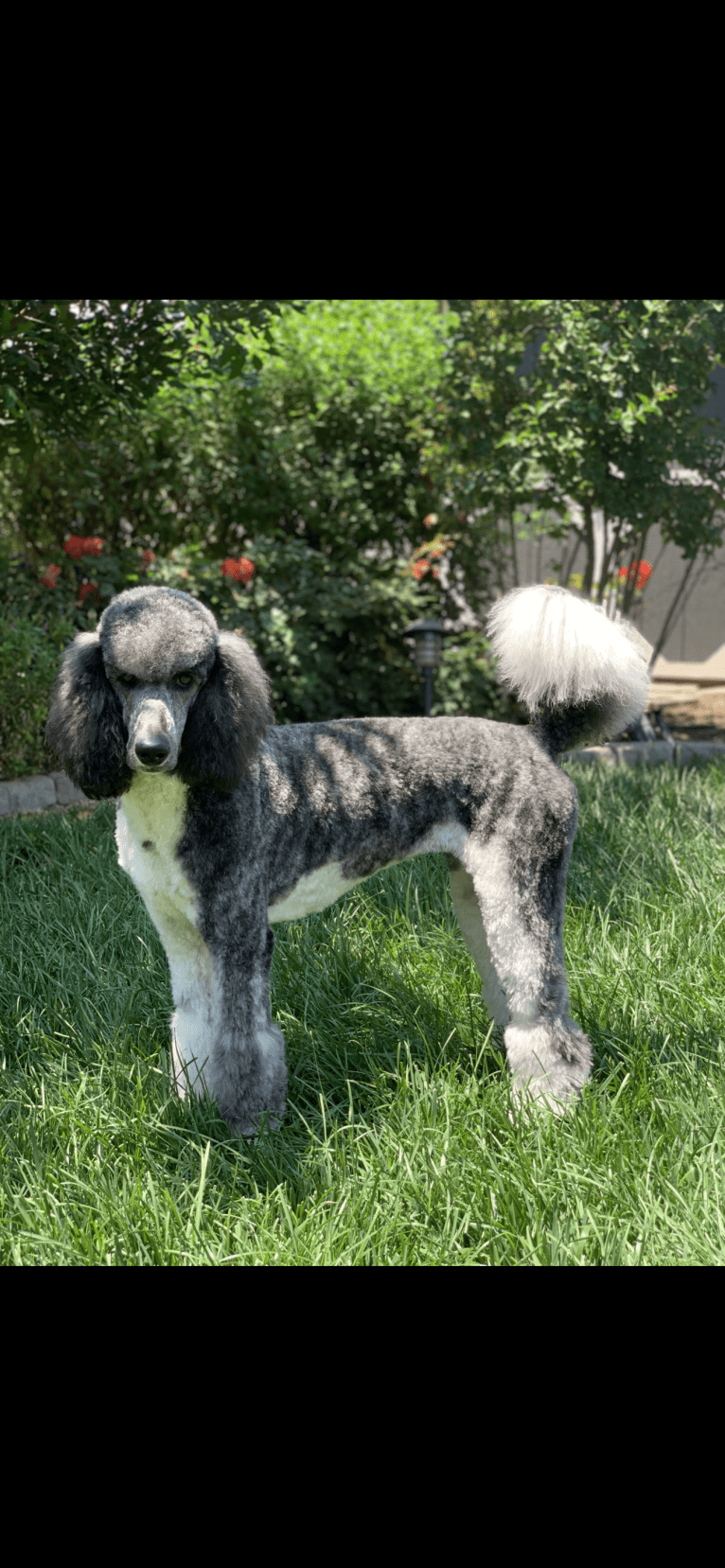 Winnie, a Poodle (Standard) tested with EmbarkVet.com