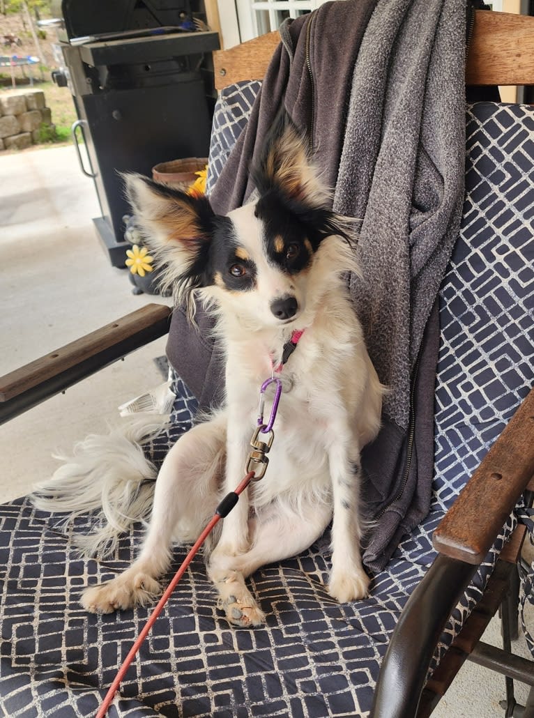 Shelby, a Papillon tested with EmbarkVet.com