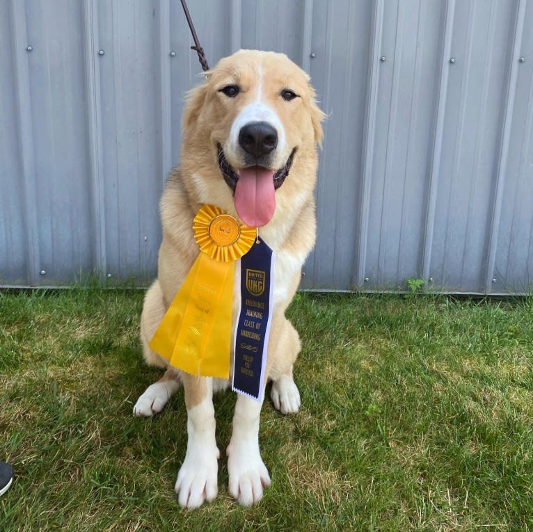 Odin, a Central Asian Shepherd Dog tested with EmbarkVet.com