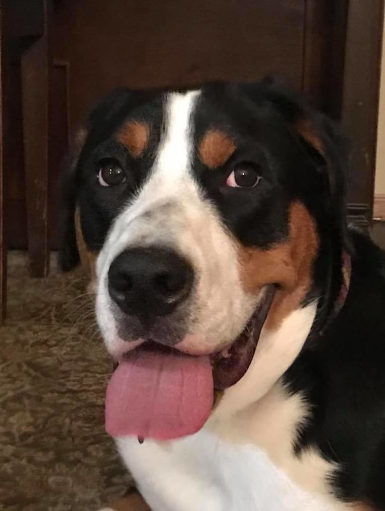 Donner, a Greater Swiss Mountain Dog tested with EmbarkVet.com