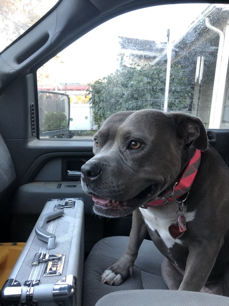 Stevie, an American Bully tested with EmbarkVet.com