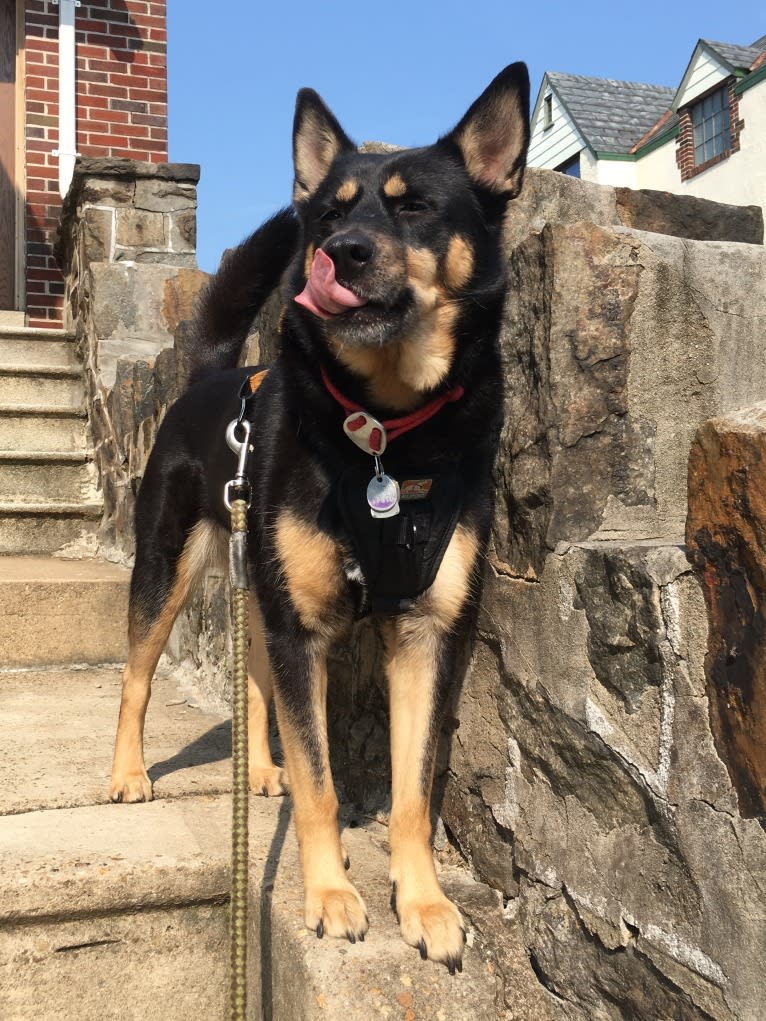 Billy, a Siberian Husky and Labrador Retriever mix tested with EmbarkVet.com