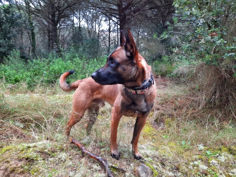 Kylar (PsychoKiller d'Hélitesport), a Belgian Shepherd tested with EmbarkVet.com