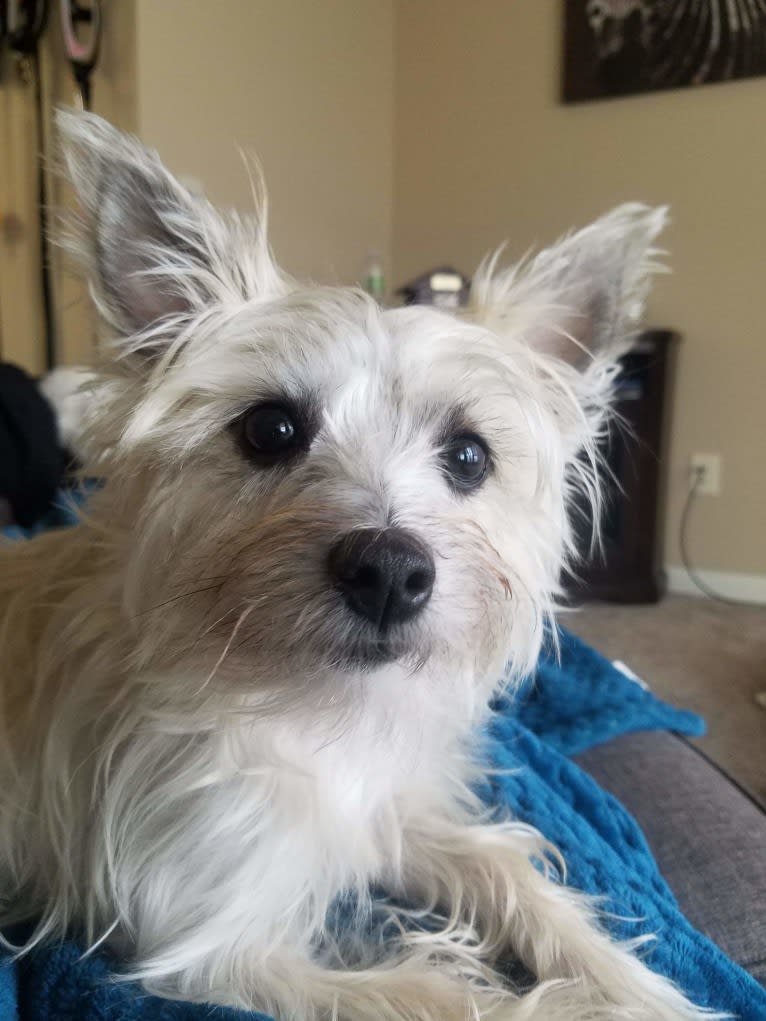 Willow, a Cairn Terrier and Maltese mix tested with EmbarkVet.com