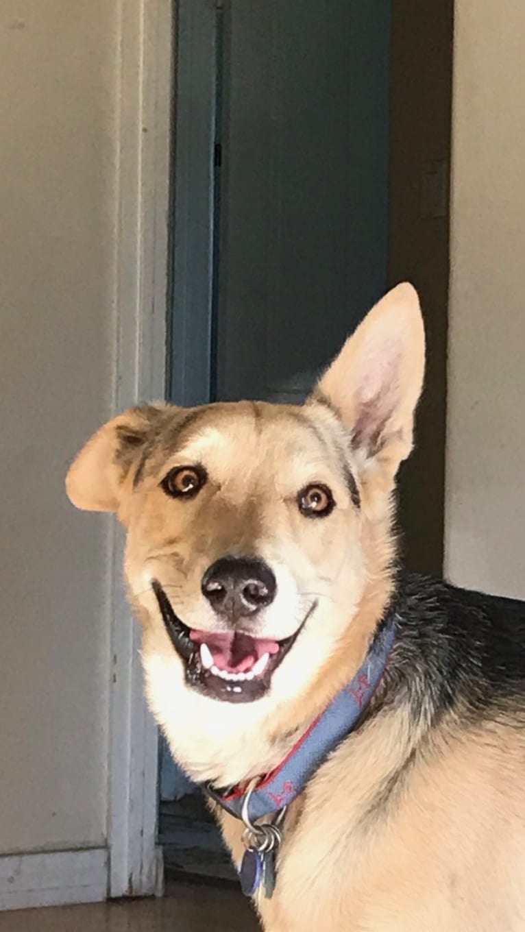 Indy, a German Shepherd Dog and Chow Chow mix tested with EmbarkVet.com