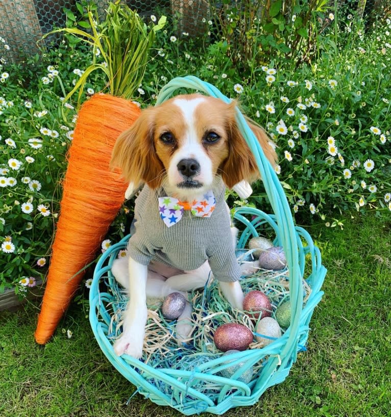 Otis, a Cavapoo tested with EmbarkVet.com