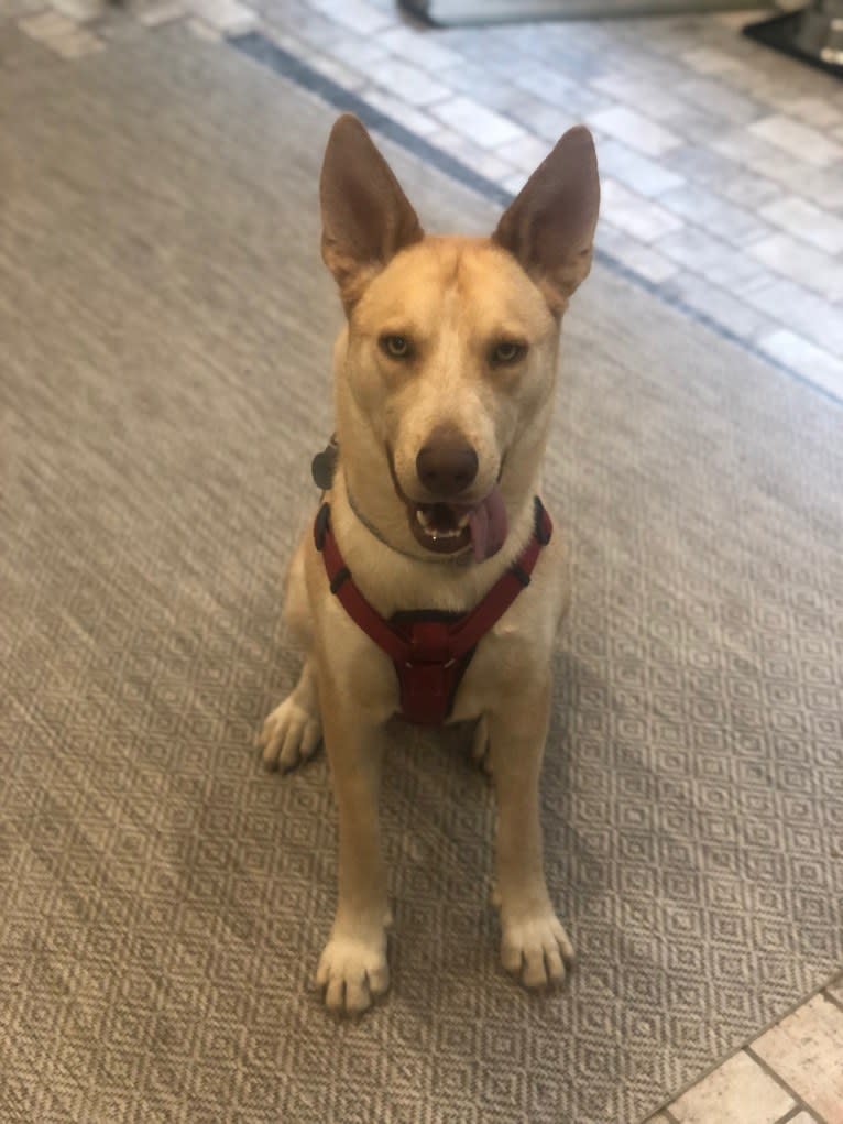 Loki, a Siberian Husky and American Pit Bull Terrier mix tested with EmbarkVet.com