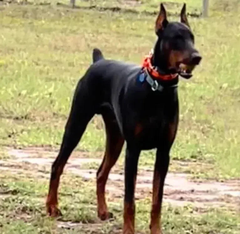 Citali Agir Di Liguori, a Doberman Pinscher tested with EmbarkVet.com