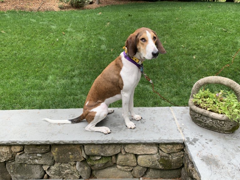 Zelley, a Treeing Walker Coonhound tested with EmbarkVet.com