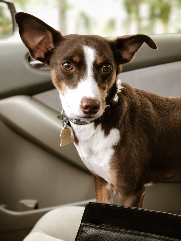 Ollie, a Chihuahua and Mountain Cur mix tested with EmbarkVet.com