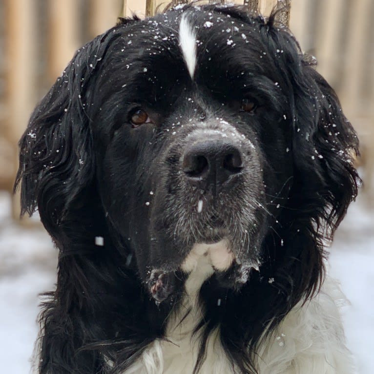 Huey, a Newfoundland tested with EmbarkVet.com