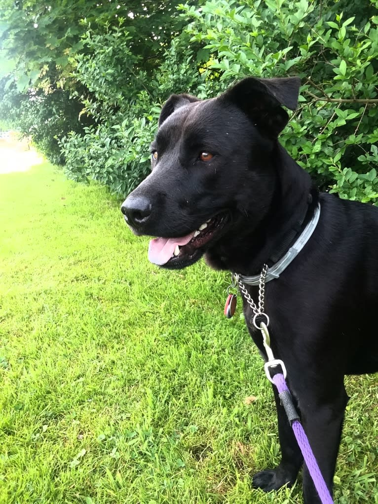 Pogie, an American Pit Bull Terrier and German Shepherd Dog mix tested with EmbarkVet.com