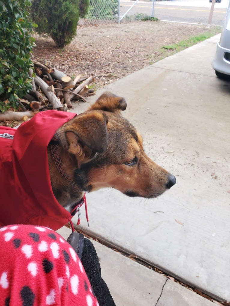 Sheppy, an American Pit Bull Terrier and German Shepherd Dog mix tested with EmbarkVet.com