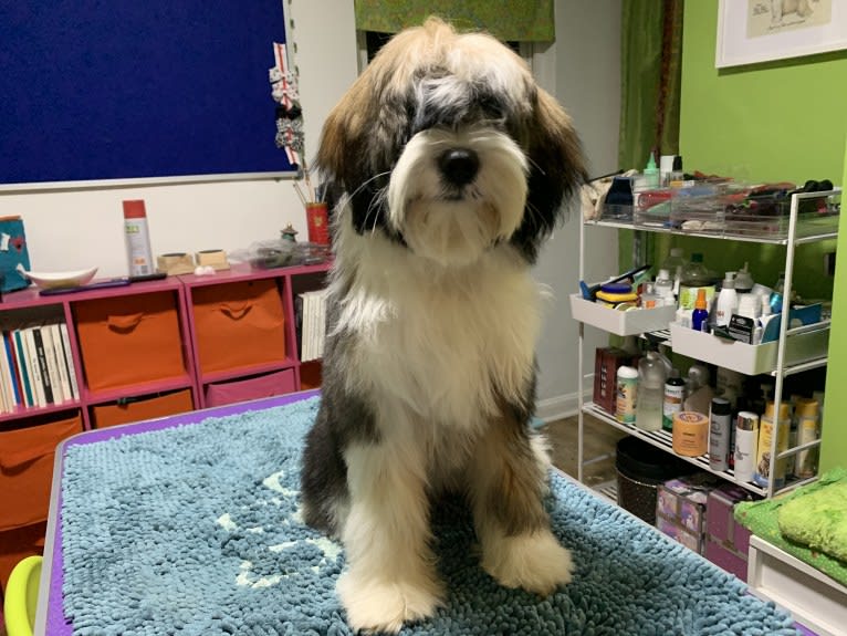 Folly, a Tibetan Terrier tested with EmbarkVet.com