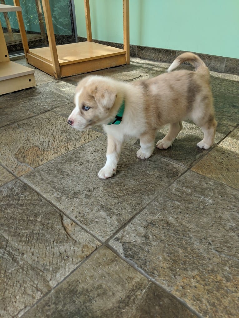 Archie, an Australian Shepherd and Jindo mix tested with EmbarkVet.com