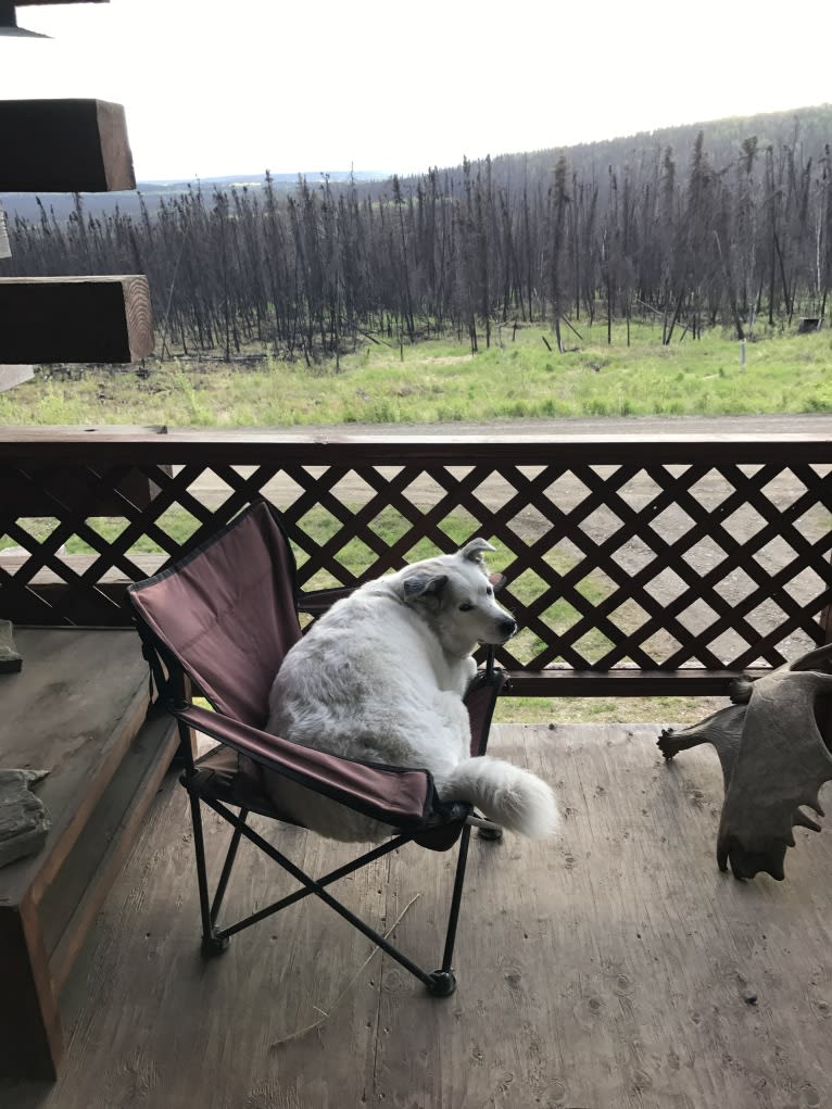 Buddy, an American Eskimo Dog and Norwegian Elkhound mix tested with EmbarkVet.com