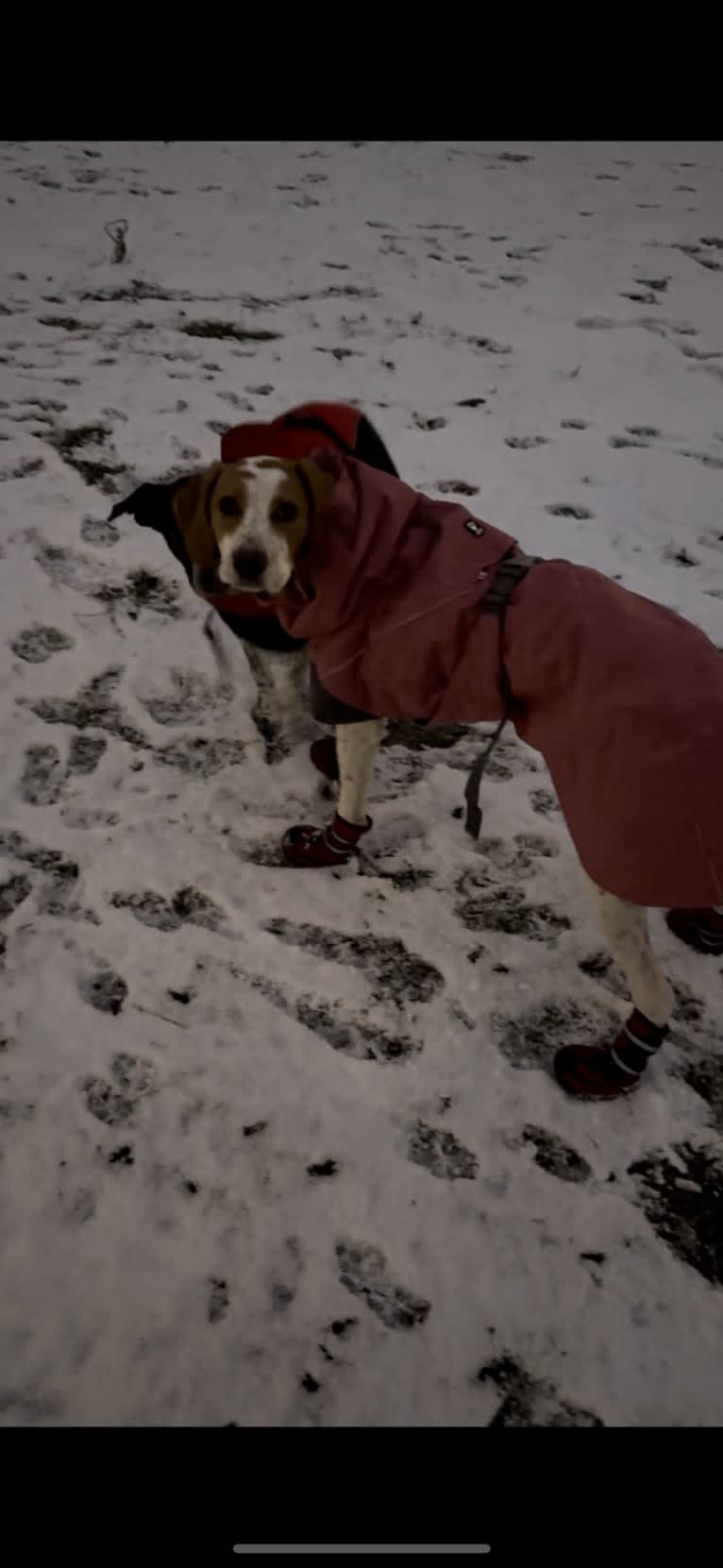 Texie, a Pointer and Llewellin Setter mix tested with EmbarkVet.com