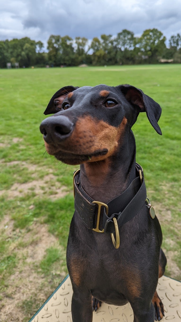 Arty, a Manchester Terrier (Standard) tested with EmbarkVet.com