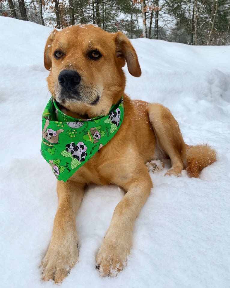 Ozzie, a Great Pyrenees and Chow Chow mix tested with EmbarkVet.com