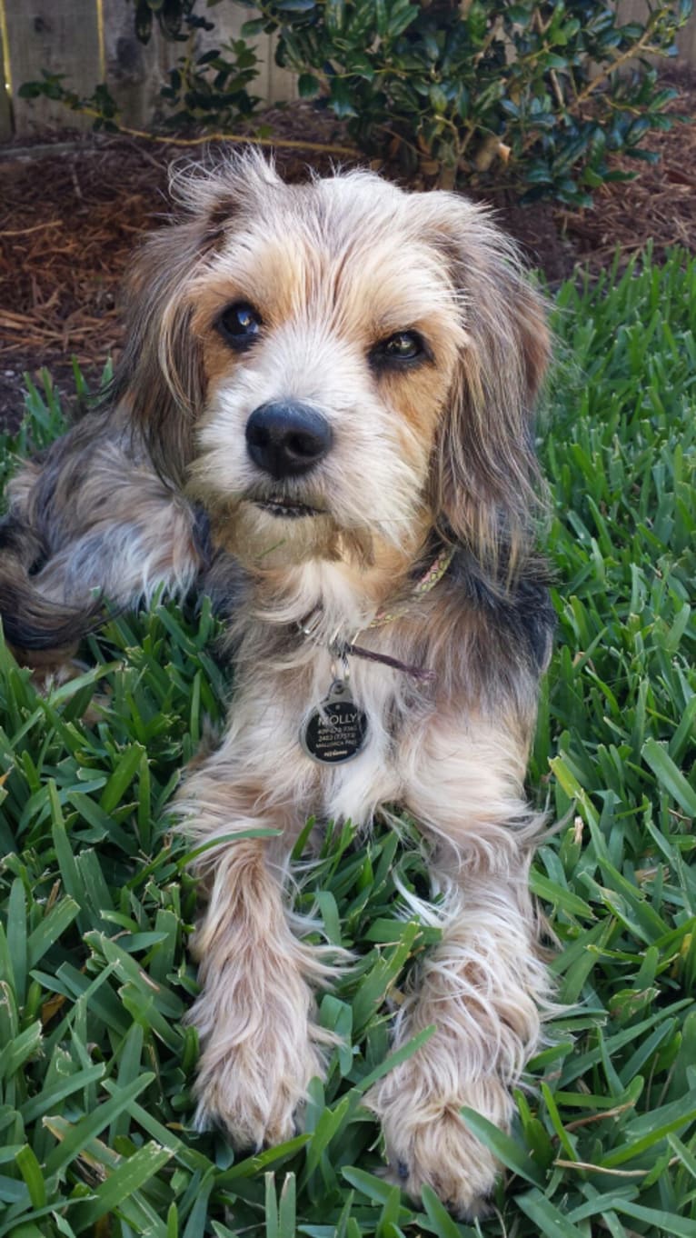 Molly, a Yorkshire Terrier and Cocker Spaniel mix tested with EmbarkVet.com