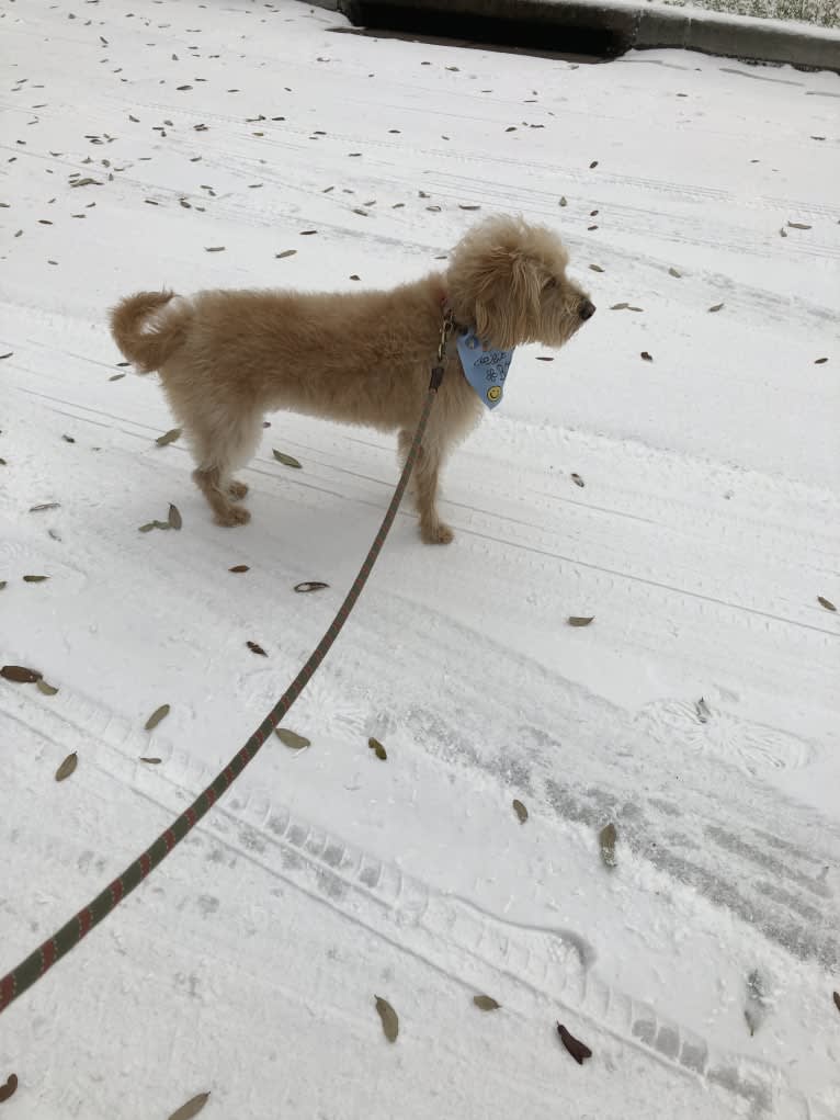 Luna, a Labradoodle tested with EmbarkVet.com