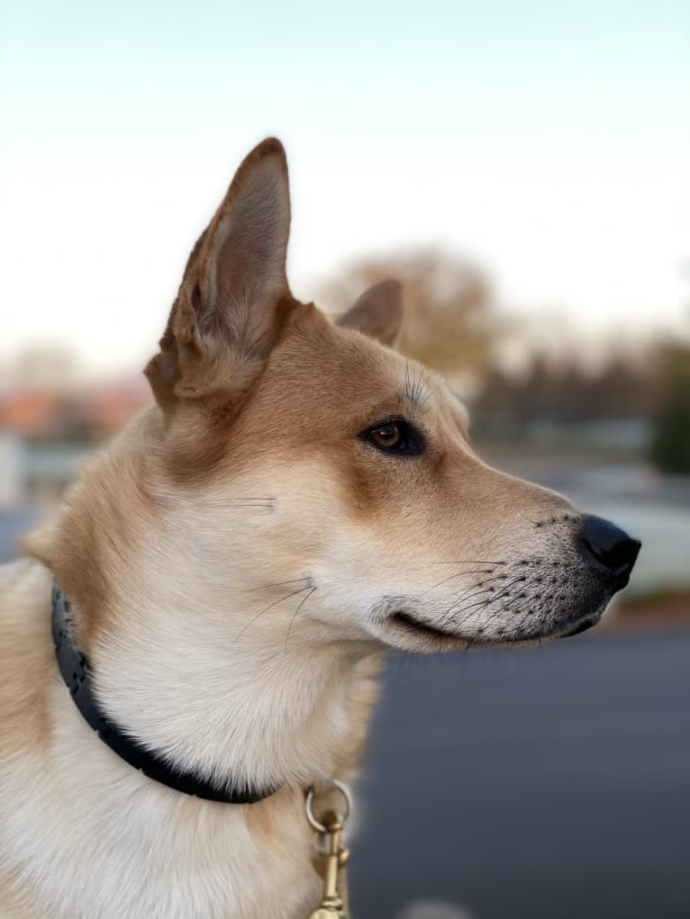 Dax, a Carolina Dog tested with EmbarkVet.com