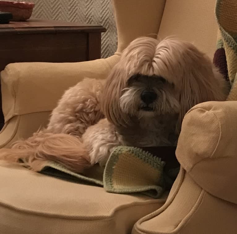 Rafi, a Lhasa Apso tested with EmbarkVet.com