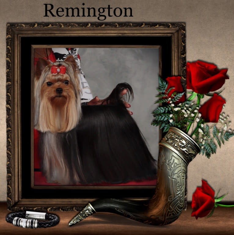 Remington aka Remy, a Yorkshire Terrier tested with EmbarkVet.com