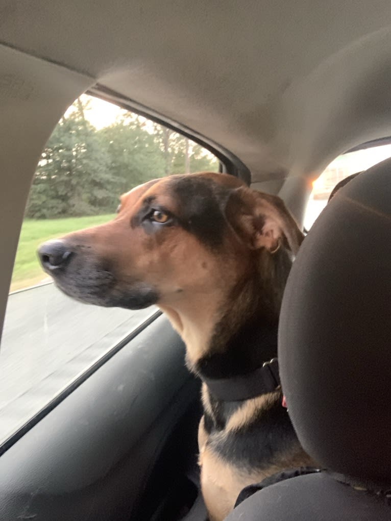 Jake Finn, a Catahoula Leopard Dog and German Shepherd Dog mix tested with EmbarkVet.com