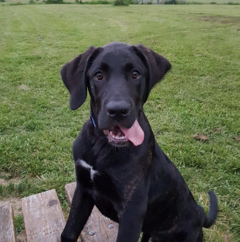 Dwight, a Labrador Retriever and Poodle (Standard) mix tested with EmbarkVet.com