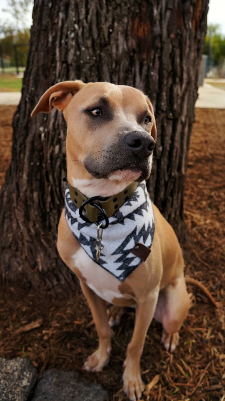 Lucian, an American Pit Bull Terrier and Rat Terrier mix tested with EmbarkVet.com