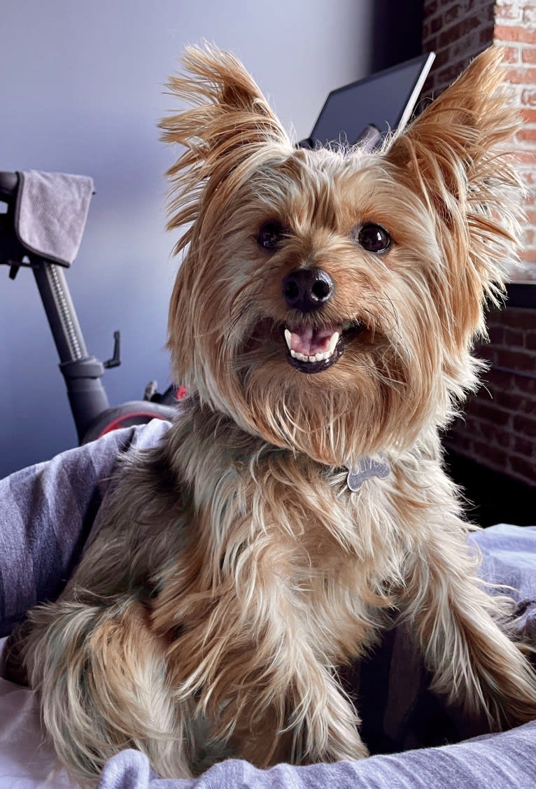 Oliver, a Yorkshire Terrier tested with EmbarkVet.com