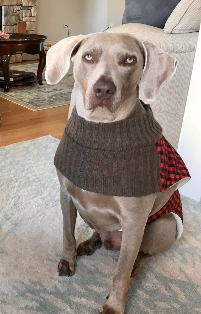 Major, a Catahoula Leopard Dog and Labrador Retriever mix tested with EmbarkVet.com