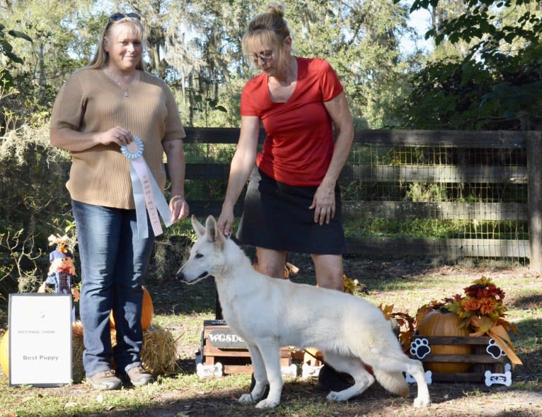 Winter, a White Shepherd tested with EmbarkVet.com