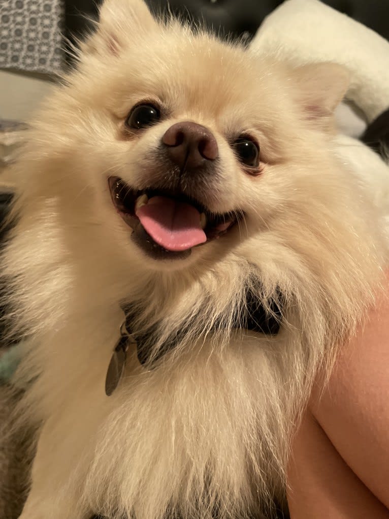 Koda, a Pomeranian tested with EmbarkVet.com