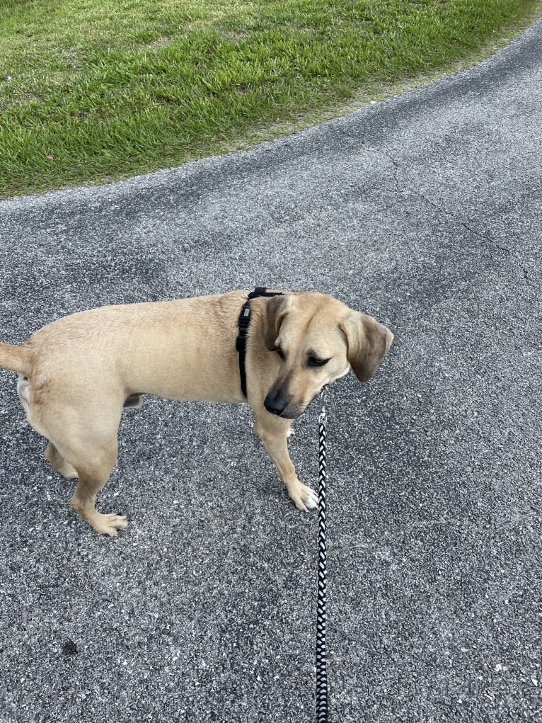 Chance, a Catahoula Leopard Dog and American Pit Bull Terrier mix tested with EmbarkVet.com