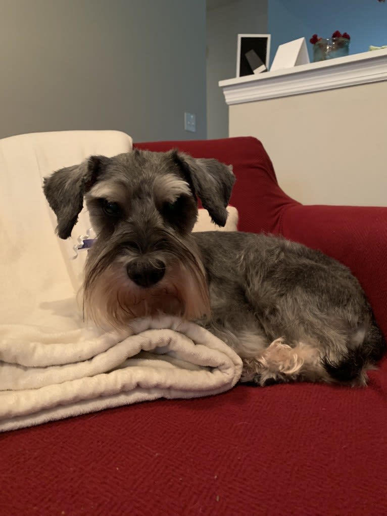 Max, a Miniature Schnauzer tested with EmbarkVet.com