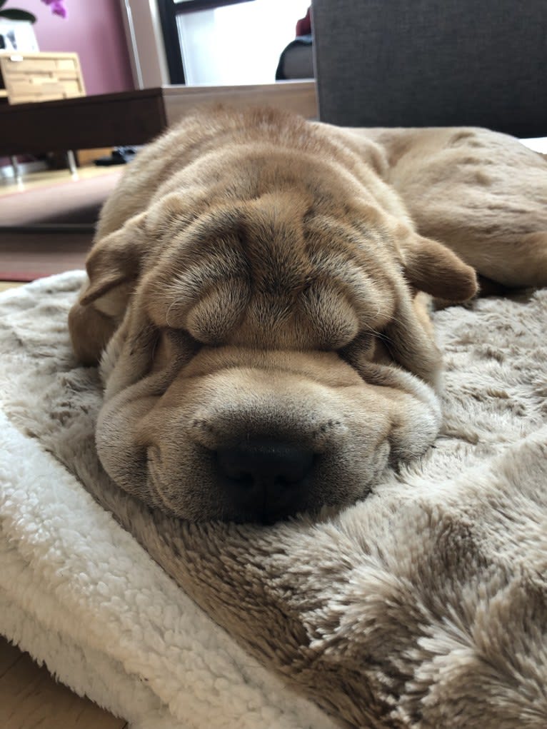 Norman, a Chinese Shar-Pei tested with EmbarkVet.com