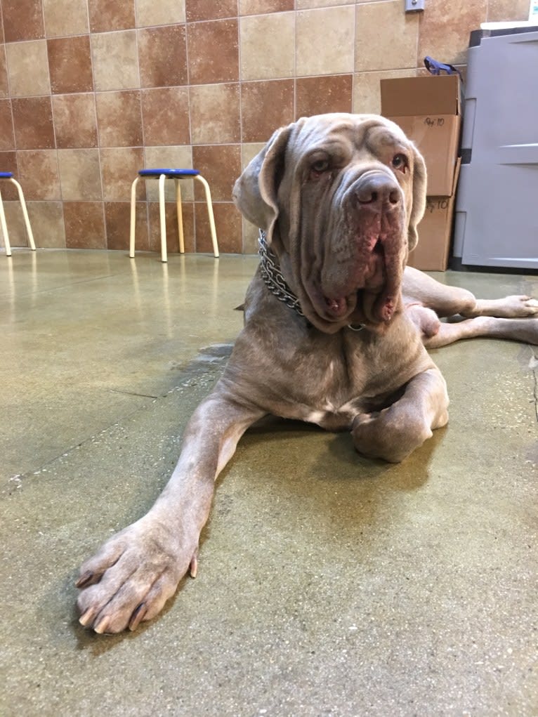 Apollo, a Neapolitan Mastiff tested with EmbarkVet.com