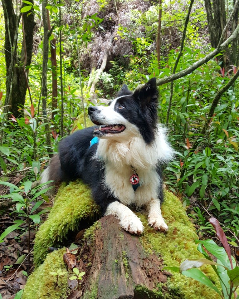 Kida, a Border Collie tested with EmbarkVet.com