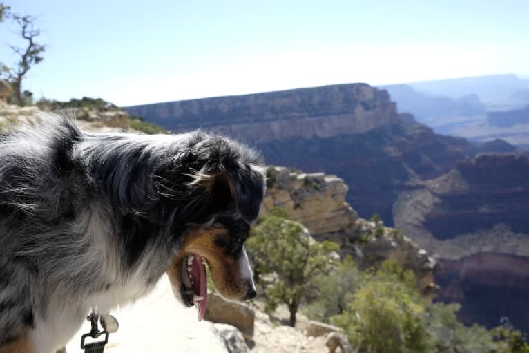 Ellie Einstein Cow Creek Aussies, an Australian Shepherd tested with EmbarkVet.com